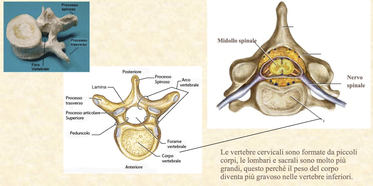 La Colonna Vertebrale Per Professionisti Ecm Made Easy